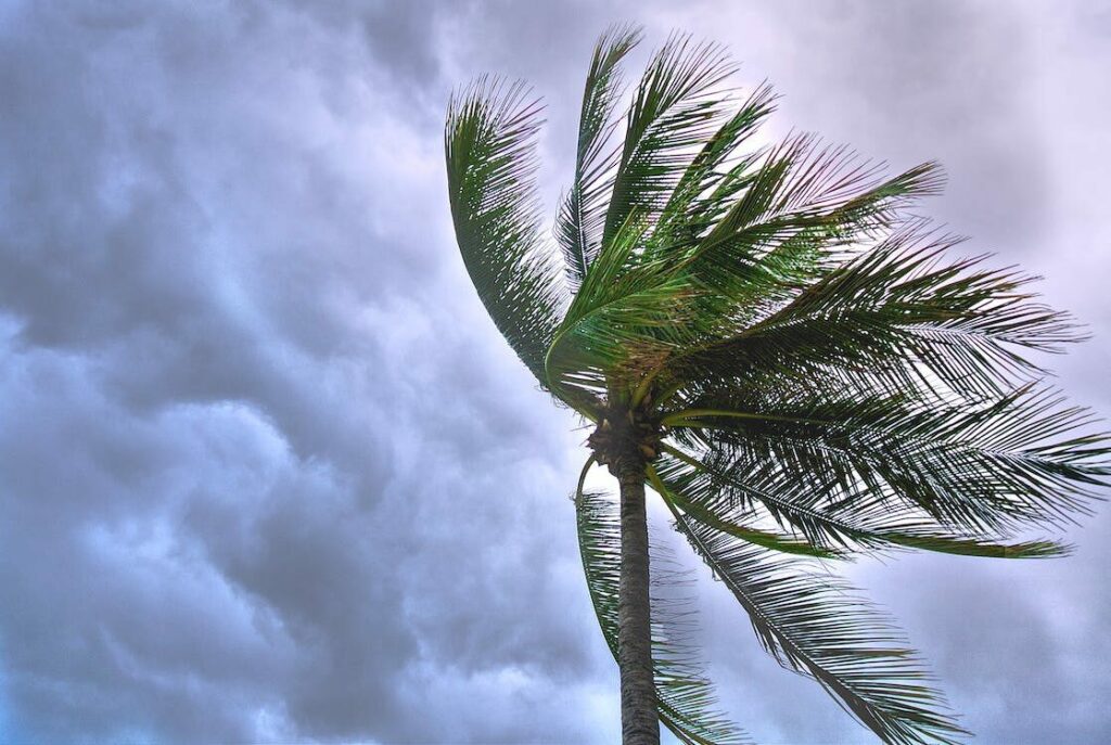 a coconut tree swaying from the strong wind